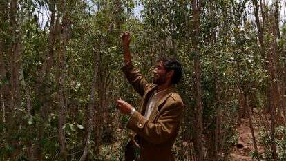 קטיף גת בצנעא. | איי.אף.פי