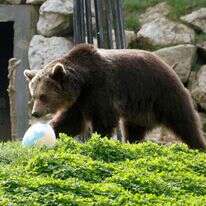 דוב חום. אילוסטרציה. | EPA/ANTONIO BAT
