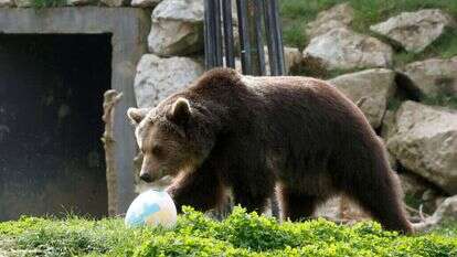 דוב חום. אילוסטרציה. | EPA/ANTONIO BAT