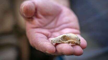 גולגולת עטלף שסייעה בקביעת תיארוך המבנה. | יניב ברמן, עיר דוד גולגולת עטלף שסייעה בקביעת תיארוך המבנה. | יניב ברמן, עיר דוד