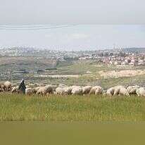 רועה צאן ערבי סמוך ליישוב נוקדים במזרח גוש עציון. | מרים צחי