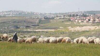 רועה צאן ערבי סמוך ליישוב נוקדים במזרח גוש עציון. | מרים צחי