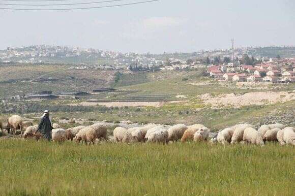 רועה צאן ערבי סמוך ליישוב נוקדים במזרח גוש עציון. | מרים צחי