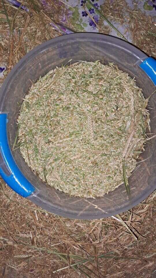 השעורים בדלי לפני ההפרדה בין הגרעינים למוץ. ללא קרדיט