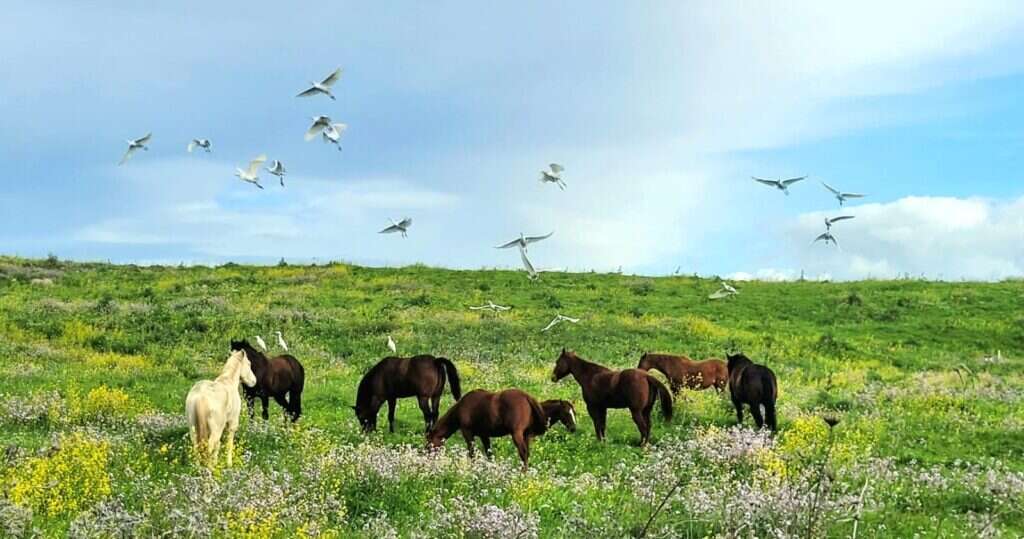 רמת הגולן. | ראם רייזנר