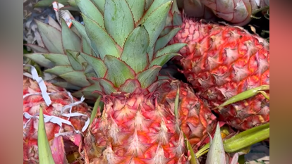 אננס אדום. | מסך מיוטיוב