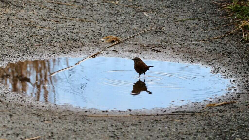 ציפורים שותות משלולית בפארק. | שאטרסטוק