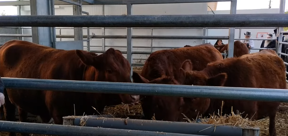 הפרות האדומות בשילה. | מסך מיוטיוב