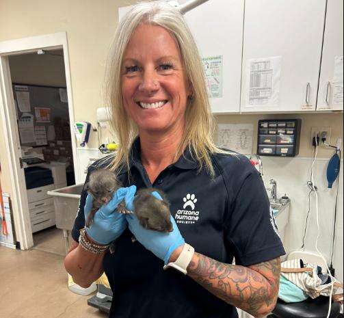 גורי השועלים. | הוושינגטון פוסט, Arizona Humane Society