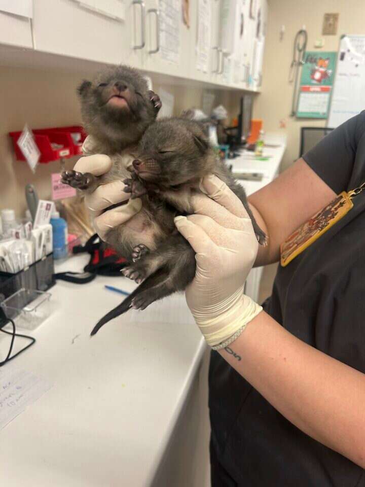 גורי השועלים. | הוושינגטון פוסט, Arizona Humane Society