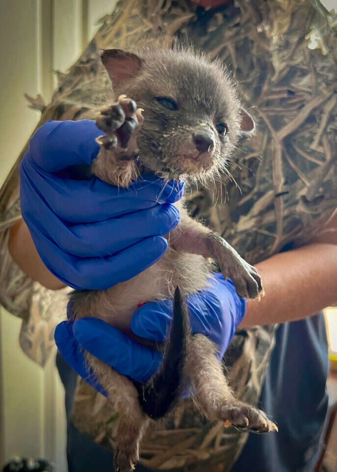 גורי השועלים. | הוושינגטון פוסט, Southwest Wildlife Conservation Center