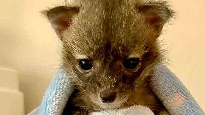 גורי השועלים. | הוושינגטון פוסט, Southwest Wildlife Conservation Center