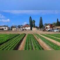 שדה בעוטף עזה, דצמבר 2023. | משה שי, פלאש 90