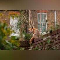 קל להיות פוליטיקאי שמבטיח להרוג שועלים. שועל עירוני בלונדון. | שאטרסטוק