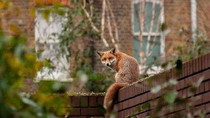קל להיות פוליטיקאי שמבטיח להרוג שועלים. שועל עירוני בלונדון. | שאטרסטוק