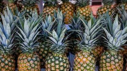 כבר לא סמל יוקרה. אננס. | נתי שוחט, פלאש 90