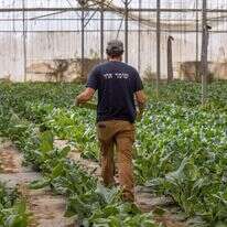 מתנדבים בחקלאות בעוטף עזה. | יוסי אלוני