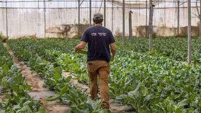 מתנדבים בחקלאות בעוטף עזה. | יוסי אלוני מתנדבים בחקלאות בעוטף עזה. | יוסי אלוני
