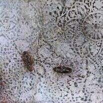 המקקים הם החונכים של דניאל יותר מאשר הוריו.סימה מאיר, ללא כותרת, טושים על פורמייקה, 2020 . | טל ניסים