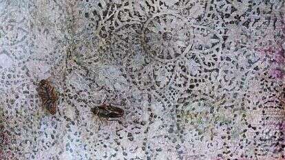 המקקים הם החונכים של דניאל יותר מאשר הוריו.סימה מאיר, ללא כותרת, טושים על פורמייקה, 2020 . | טל ניסים