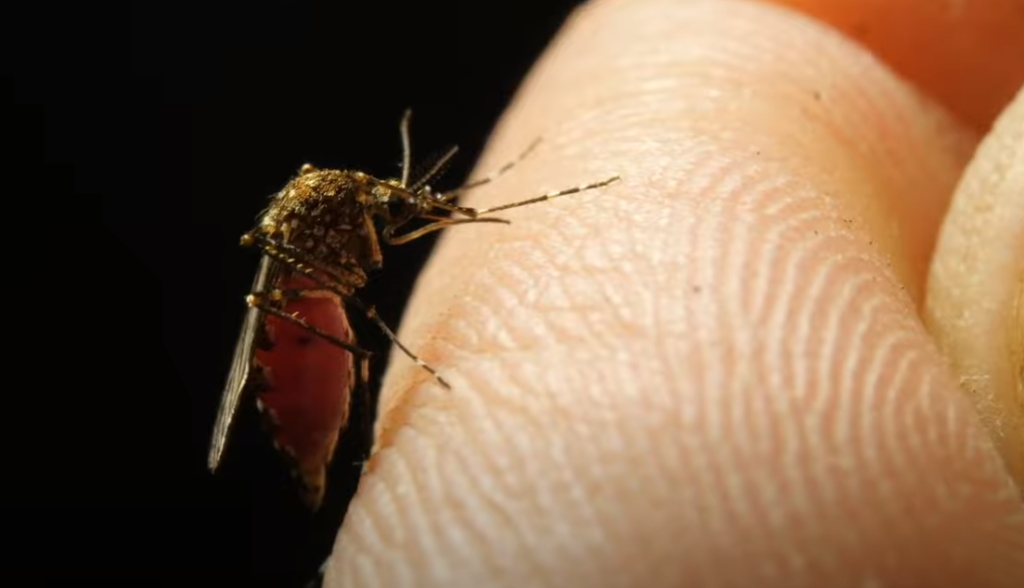 יתושה | מסך מיוטיוב