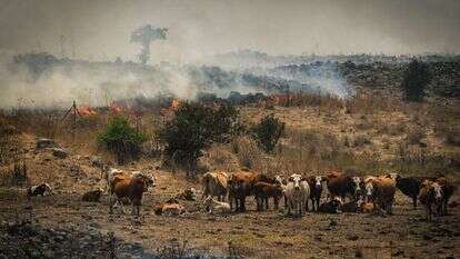 שרפה ברמת הגולן שנגרמה כתוצאה מירי טילי חיזבאללה. | מיכאל גלעדי, פלאש 90