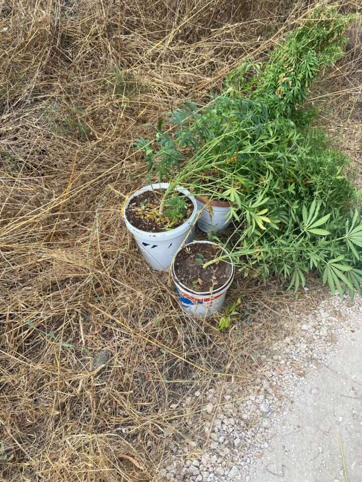 שתילי מריחואנה בחצר בית ברמת הגולן. | דוברות המשטרה