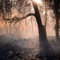 מעיין סלוקיה (קצבייה) ברמת הגולן, לאחר שרפה כתוצאה מירי חיזבאללה. | שי ידאל אל פורת