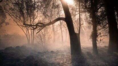 מעיין סלוקיה (קצבייה) ברמת הגולן, לאחר שרפה כתוצאה מירי חיזבאללה. | שי ידאל אל פורת מעיין סלוקיה (קצבייה) ברמת הגולן, לאחר שרפה כתוצאה מירי חיזבאללה. | שי ידאל אל פורת