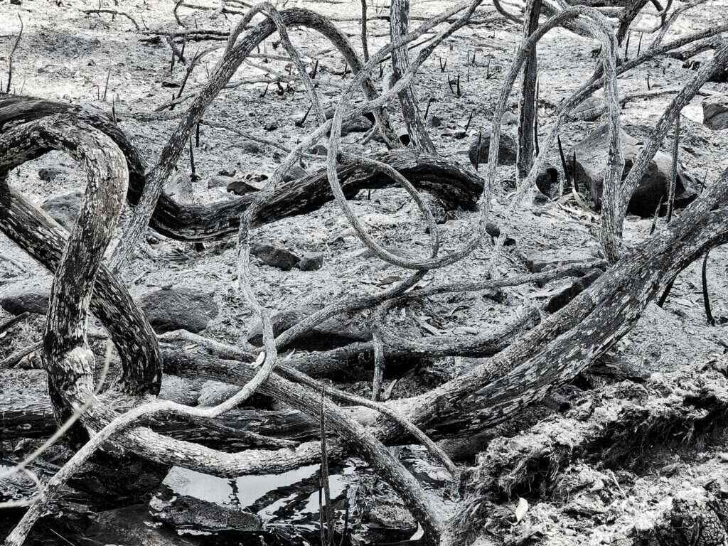 מעיין סלוקיה (קצבייה) ברמת הגולן, לאחר שרפה כתוצאה מירי חיזבאללה. | יפעת פלד מעיין סלוקיה (קצבייה) ברמת הגולן, לאחר שרפה כתוצאה מירי חיזבאללה. | יפעת פלד