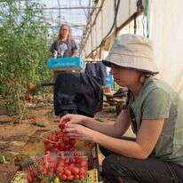קטיף עגבניות במושב עין־הבשור, דצמבר 2023. | נועם רבקין־פנטון, פלאש 90