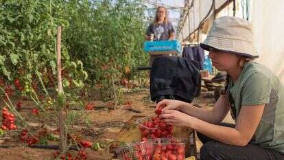 קטיף עגבניות במושב עין־הבשור, דצמבר 2023. | נועם רבקין־פנטון, פלאש 90 קטיף עגבניות במושב עין־הבשור, דצמבר 2023. | נועם רבקין־פנטון, פלאש 90