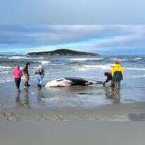 הלווייתן בעל השיניים העבותות, שנשטף אל חופה של ניו זילנד. | Department of Conservation via AP