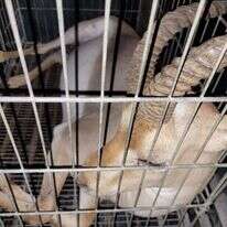 צבאים שהוחזקו בכפר פלסטיני בתת-תנאים. | רשות הטבע והגנים