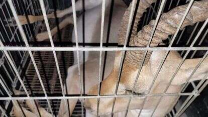 צבאים שהוחזקו בכפר פלסטיני בתת-תנאים. | רשות הטבע והגנים