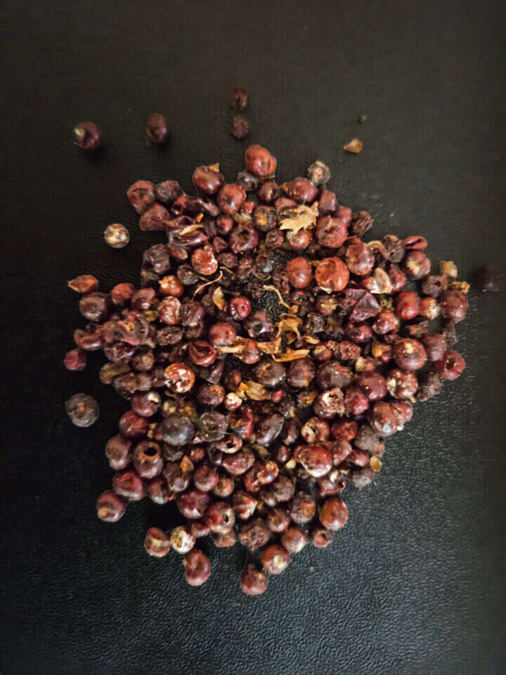 נימות האלון kermes vermilio. | דר' נעמה סוקניק, רשות העתיקות