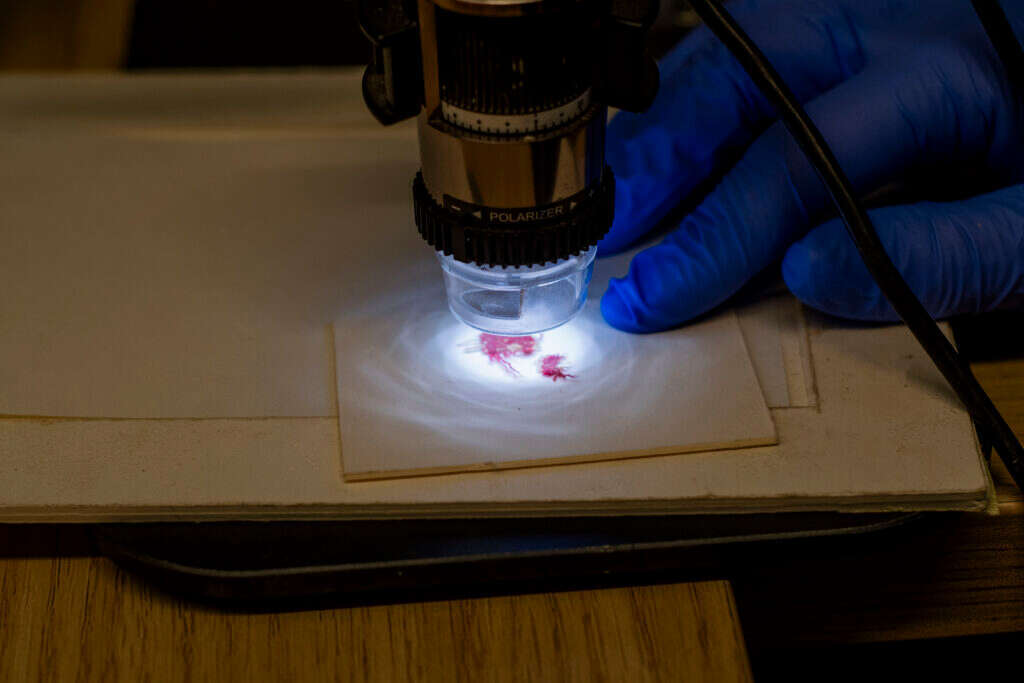 האריג הנדיר בבחינה תחת מיקרוסקופ. | יולי שוורץ, רשות העתיקות