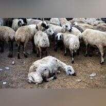 עדר כבשים וכבשה חולה. | AFP