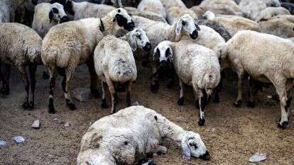 עדר כבשים וכבשה חולה. | AFP