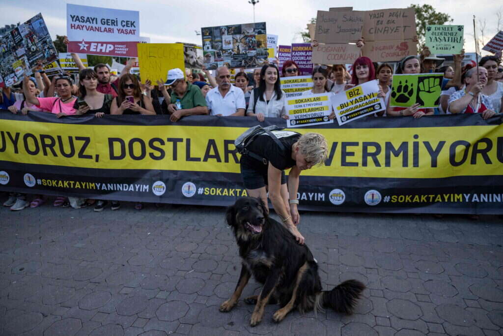 הפגנות בטורקיה למען כלבים. | Yasin AKGUL / AFP