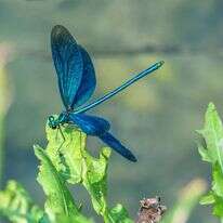 שפירית כחולה. | שאטרסטוק