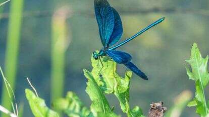 שפירית כחולה. | שאטרסטוק