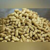 בוטנים, | Moshe Shai/FLASH90