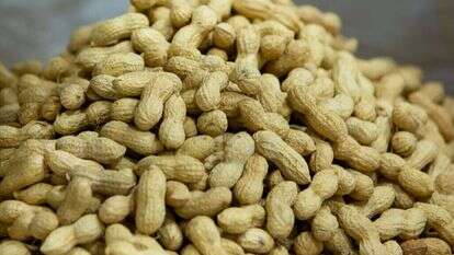 בוטנים, | Moshe Shai/FLASH90 בוטנים, | Moshe Shai/FLASH90