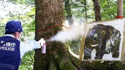 שוטר מתאמן בשימוש בתרסיס נגד דובים על לוח המייצג דוב בר, במהלך תרגיל נגד דובים בעיירה אוקוטמה, טוקיו, ביום שני. | Japan News