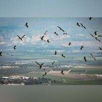 חסידות נודדות מעל בית שאן. | ענת חרמוני - פלאש 90