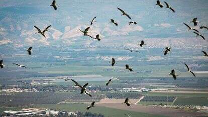 חסידות נודדות מעל בית שאן. | ענת חרמוני - פלאש 90