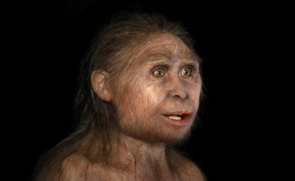 גזע ה"הוביטים. הדמיה: AFP