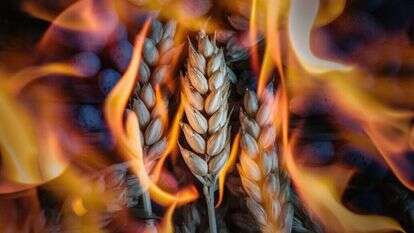 שעורים בוערות. ideogram.ai