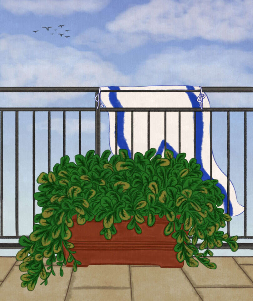 איור: שרון ארדיטי